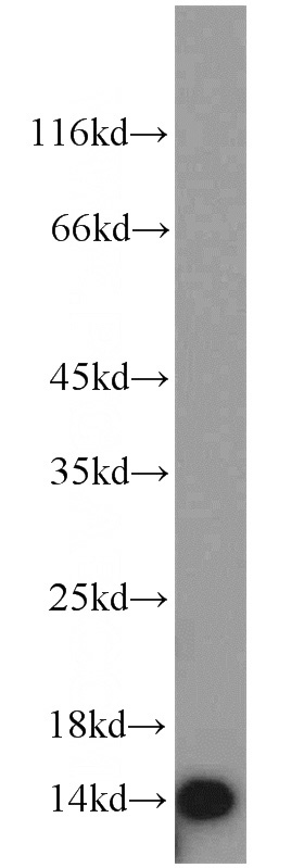 HepG2 cells were subjected to SDS PAGE followed by western blot with Catalog No:110609(FDX1 antibody) at dilution of 1:1000