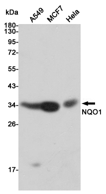 Western blot analysis of extracts from A549,MCF7 and Hela cell lysates using NQO1 mouse mAb (1:1000 diluted).Predicted band size:31KDa.Observed band size:31KDa.