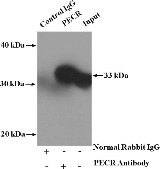 IP Result of anti-PECR (IP:Catalog No:113647, 4ug; Detection:Catalog No:113647 1:400) with mouse liver tissue lysate 4000ug.