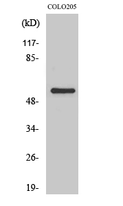 Fig1:; Western Blot analysis of various cells using GRK 7 Polyclonal Antibody