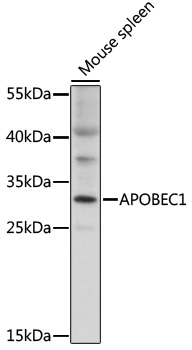 Western blot - APOBEC1 Polyclonal Antibody 