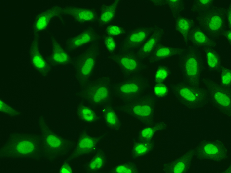 Immunofluorescence - APTX Polyclonal Antibody 