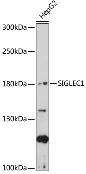 Western blot - SIGLEC1 Polyclonal Antibody 