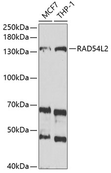 Western blot - RAD54L2 Polyclonal Antibody 