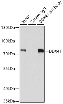 Immunoprecipitation - DDX41 Polyclonal Antibody 