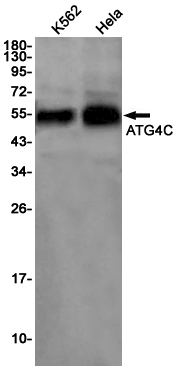 Western blot detection of ATG4C in K562,Hela cell lysates using ATG4C Rabbit pAb(1:1000 diluted).Predicted band size:53kDa.Observed band size:53kDa.