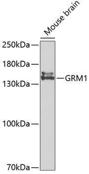 Western blot - GRM1 Polyclonal Antibody 