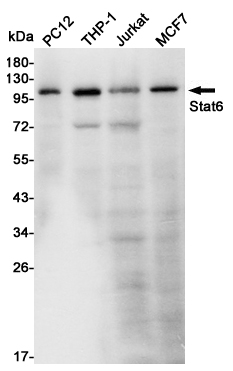 Western blot detection of Stat6 in PC12,THP-1,Jurkat and MCF7 cell lysates using Stat6 mouse mAb (1:1000 diluted).Predicted band size:94KDa.Observed band size:110KDa.