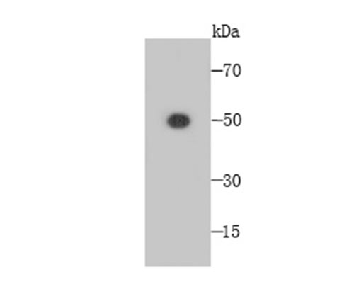 Fig1: Western blot analysis of Fam55C on Fam55C-GST recombinant protein lysates using anti-Fam55C antibody at 1/5,000 dilution.