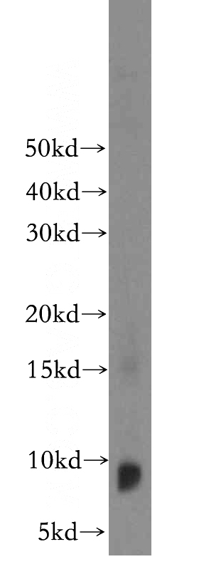 U-937 cells were subjected to SDS PAGE followed by western blot with Catalog No:114308(PTMS antibody) at dilution of 1:100
