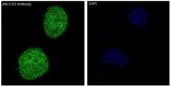 Immunofluorescent analysis of Hela cells, using JNK1/2/3 Antibody.