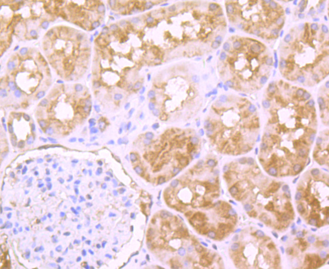 Fig5: Immunohistochemical analysis of paraffin-embedded human kidney tissue using anti-PFAS antibody. Counter stained with hematoxylin.