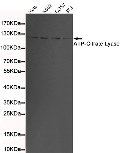 Western blot detection of ATP-Citrate Lyase in 3T3,K562,COS7 and Hela cell lysates using ATP-Citrate Lyase mouse mAb (1:1000 diluted).Predicted band size: 120KDa.Observed band size: 120KDa.