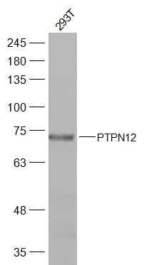 Fig1: Sample:; 293T(Human) Cell Lysate at 30 ug; Primary: Anti-PTPN12 at 1/300 dilution; Secondary: IRDye800CW Goat Anti-Rabbit IgG at 1/20000 dilution; Predicted band size: 88 kD; Observed band size: 74 kD