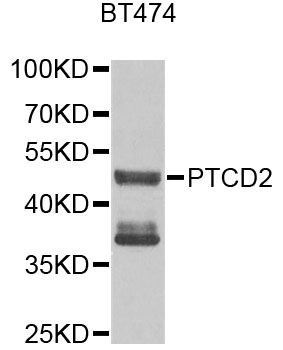 Western blot - PTCD2 Polyclonal Antibody 