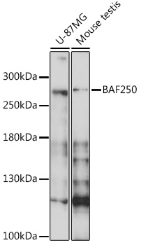 Western blot - BAF250 Polyclonal Antibody 