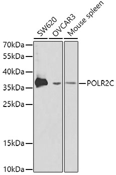 Western blot - POLR2C Polyclonal Antibody 