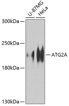 Western blot - ATG2A Polyclonal Antibody 