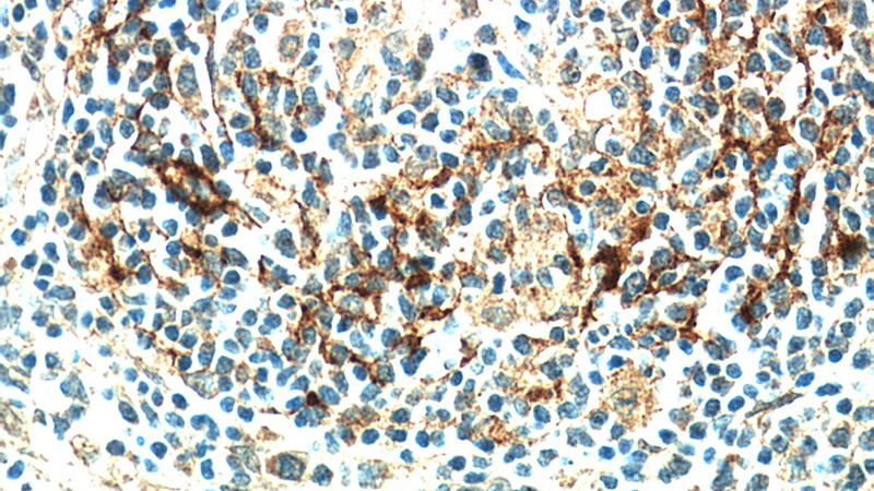 Immunohistochemical of paraffin-embedded human spleen using Catalog No:111883(AMICA1 antibody) at dilution of 1:100 (under 40x lens)