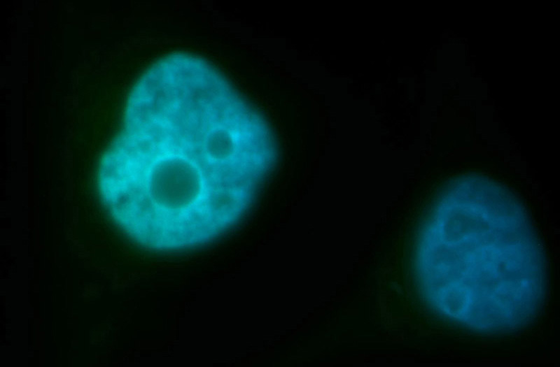 Immunofluorescent analysis of HepG2 cells, using BUB3 antibody Catalog No:108552 at 1:100 dilution and FITC-labeled donkey anti-rabbit IgG(green). Blue pseudocolor = DAPI (fluorescent DNA dye).