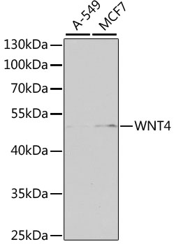 Western blot - WNT4 Polyclonal Antibody 