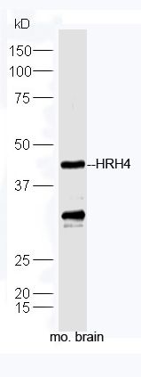 Fig1: Protein: brain(mouse) lysate at 40ug;; Primary: rabbit Anti-HRH4 at 1:300;; Secondary: HRP conjugated Goat-Anti-rabbit IgG(bs-0295G-HRP) at 1: 5000;; Predicted band size: 44 kD; Observed band size: 44 kD