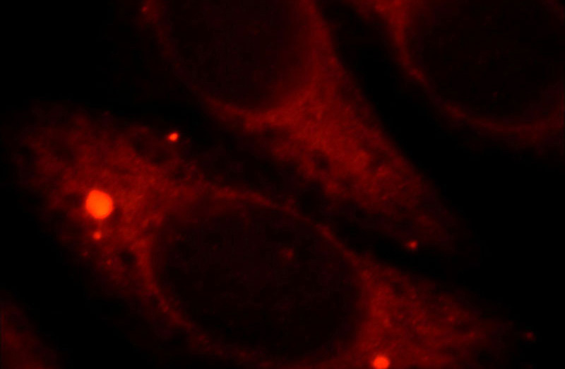 Immunofluorescent analysis of HepG2 cells, using HSPB2 antibody Catalog No:111700 at 1:25 dilution and Rhodamine-labeled goat anti-rabbit IgG (red).