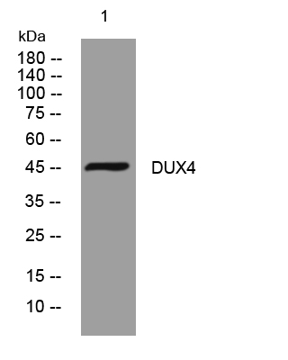 Fig1: Western blot analysis of lysates from Hela cells, primary antibody was diluted at 1:1,000, 4℃ over night