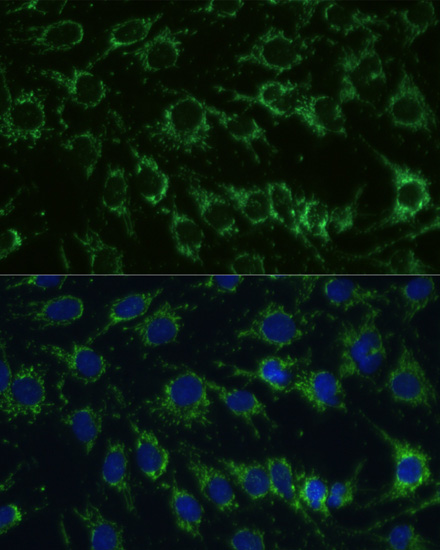Immunofluorescence - GLUD1 Polyclonal Antibody 
