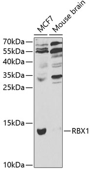 Western blot - RBX1 Polyclonal Antibody 