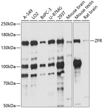 Western blot - ZFR Polyclonal Antibody 