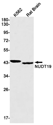 Western blot detection of NUDT19 in K562,Rat Brain lysates using NUDT19 Rabbit mAb(1:1000 diluted).Predicted band size:42kDa.Observed band size:42kDa.