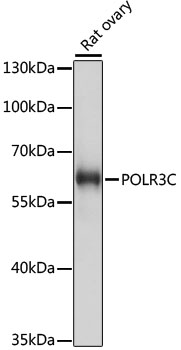 Western blot - POLR3C Polyclonal Antibody 