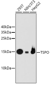 Western blot - TSPO Monoclonal Antibody 