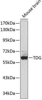 Western blot - TDG Polyclonal Antibody 