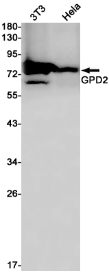 Western blot detection of GPD2 in K562,Hela cell lysates using GPD2 Rabbit pAb(1:1000 diluted).Predicted band size:81kDa.Observed band size:81kDa.