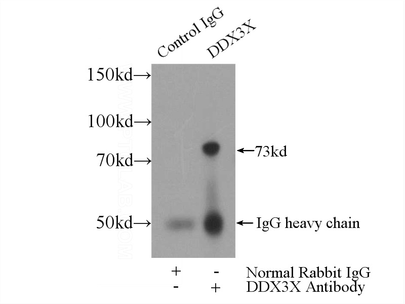 IP Result of anti-DDX3 (IP:Catalog No:109827, 4ug; Detection:Catalog No:109827 1:300) with HeLa cells lysate 2480ug.