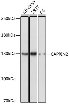 Western blot - CAPRIN2 Polyclonal Antibody 
