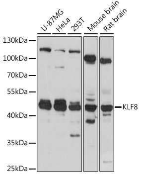 Western blot - KLF8 Polyclonal Antibody 