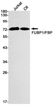 Western blot detection of FUBP1/FBP in Jurkat,C6 cell lysates using FUBP1/FBP Rabbit mAb(1:1000 diluted).Predicted band size:68kDa.Observed band size:74kDa.