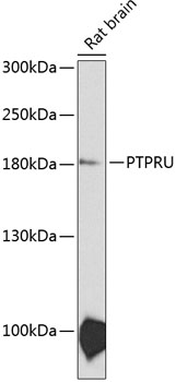 Western blot - PTPRU Polyclonal Antibody 