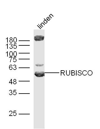 Fig2: Sample: Linden Lysate at 40 ug; Primary: Anti-RUBISCO at 1/300 dilution; Secondary: IRDye800CW Goat Anti-Rabbit IgG at 1/20000 dilution; Predicted band size: 52kD; Observed band size: 52 kD