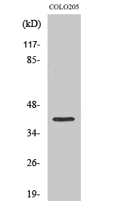 Fig1:; Western Blot analysis of various cells using Olfactory receptor 10D4 Polyclonal Antibody