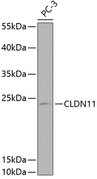 Western blot - CLDN11 Polyclonal Antibody 