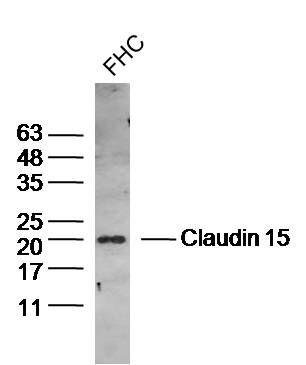 Fig1: Sample:FHC(Human)cell Lysate at 40 ug; Primary: Anti-Claudin 15 at 1/300 dilution; Secondary: IRDye800CW Goat Anti-RabbitIgG at 1/20000 dilution; Predicted band size: 22kD; Observed band size: 20kD