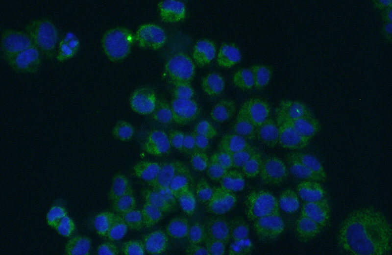 Immunofluorescent analysis of (10% Formaldehyde) fixed PC-12 cells using Catalog No:107084(BDNF Antibody) at dilution of 1:100 and Alexa Fluor 488-congugated AffiniPure Goat Anti-Mouse IgG(H+L)