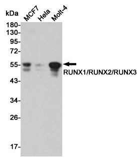 Western blot analysis of RUNX1/RUNX2/RUNX3 expression in MCF7,Hela and Molt-4 cell lysates using RUNX1/RUNX2/RUNX3 antibody at 1/5000 dilution.Predicted band size:51KDa.Observed band size:51KDa.