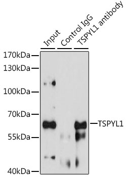 Immunoprecipitation - TSPYL1 Polyclonal Antibody 