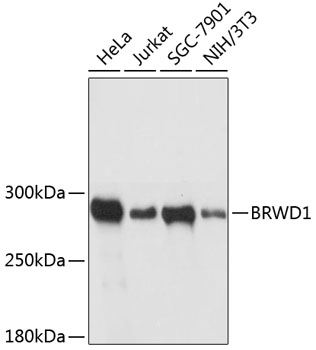 Western blot - BRWD1 Polyclonal Antibody 