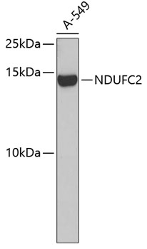 Western blot - NDUFC2 Polyclonal Antibody 